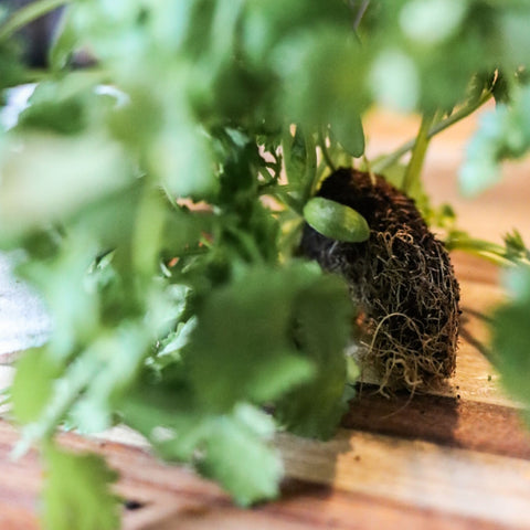 Koriander ca 30 g - Green and Growing