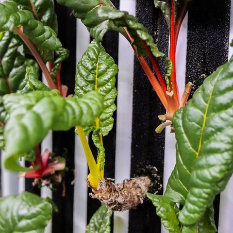 Mangold ca 100 g - Green and Growing