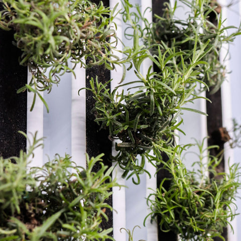 Rosmarin ca 25 g - Green and Growing