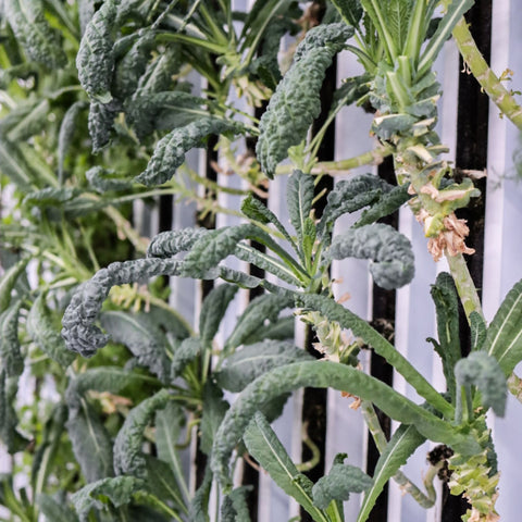 Svartkål ca 100 g - Green and Growing