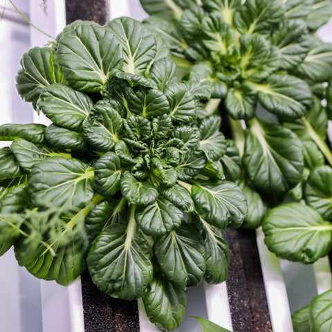 Asiatisk grön mix - Green & Growing