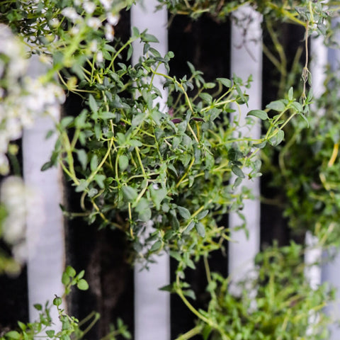 Timjan ca 28 g - Green and Growing