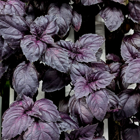 Röd Basilika ca 40 g - Green and Growing